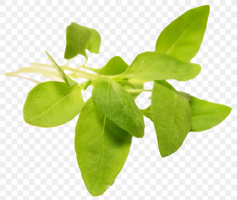Herb Basil Leaf Vegetable Microgreen, PNG, 1654x1398px, Herb, Basil, Blue Moon Acres, Edible Flower, Food Download Free