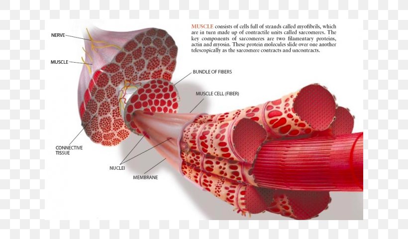 Skeletal Muscle Muscle Contraction Epimysium Myofibril, PNG, 640x480px, Skeletal Muscle, Actin, Cell, Endomysium, Epimysium Download Free
