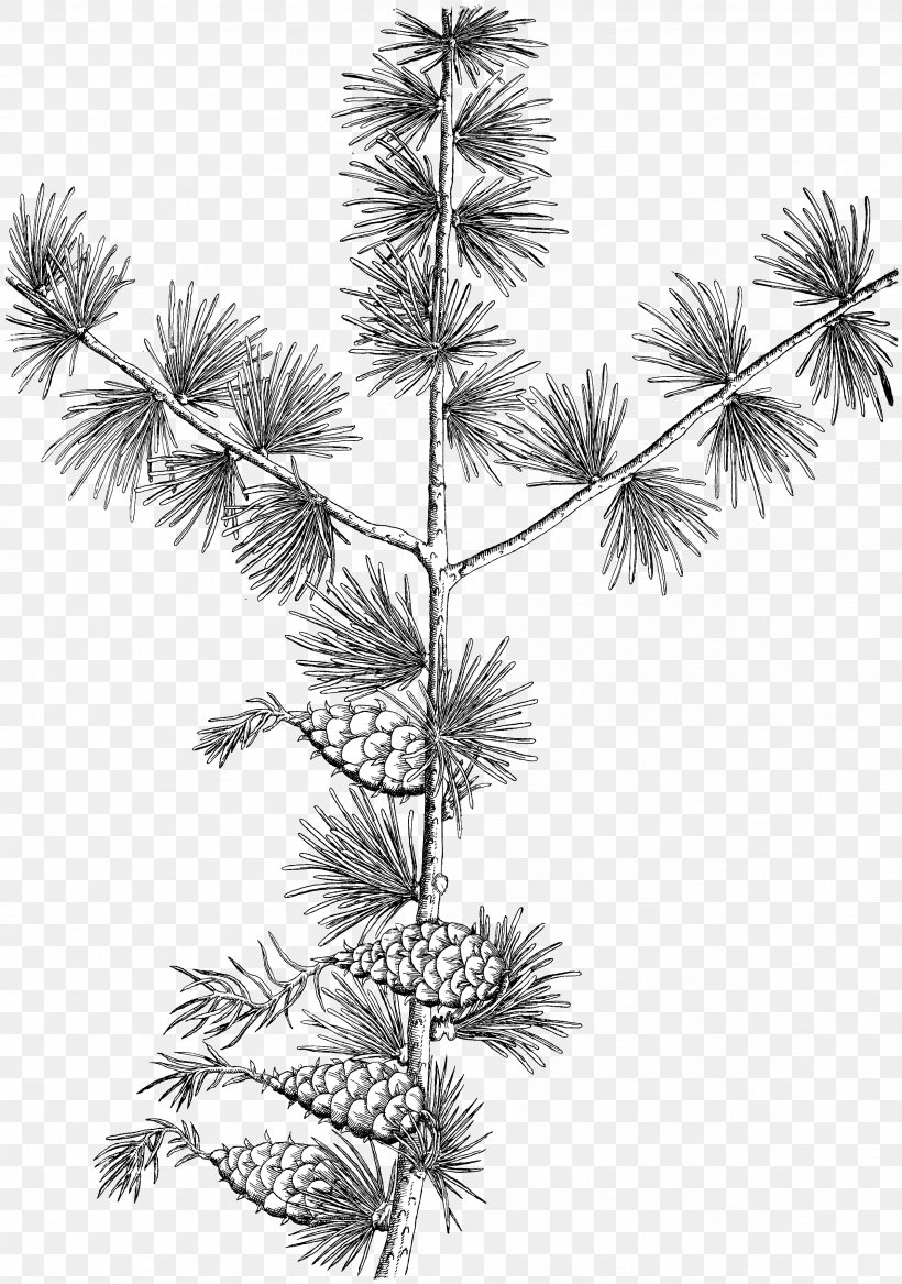 Spruce Pine Larch Line Plant Stem, PNG, 2528x3600px, Spruce, American Larch, Botany, Branch, Colorado Spruce Download Free