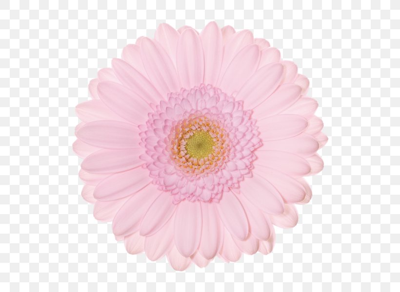 Transvaal Daisy Chrysanthemum Schreurs Holland B.V. Cut Flowers, PNG, 600x600px, Transvaal Daisy, Asterales, Business, Chrysanthemum, Chrysanths Download Free