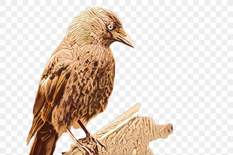 Bird Beak Falconiformes Wood Eagle, PNG, 2448x1632px, Bird, Beak, Eagle, Falconiformes, Sculpture Download Free