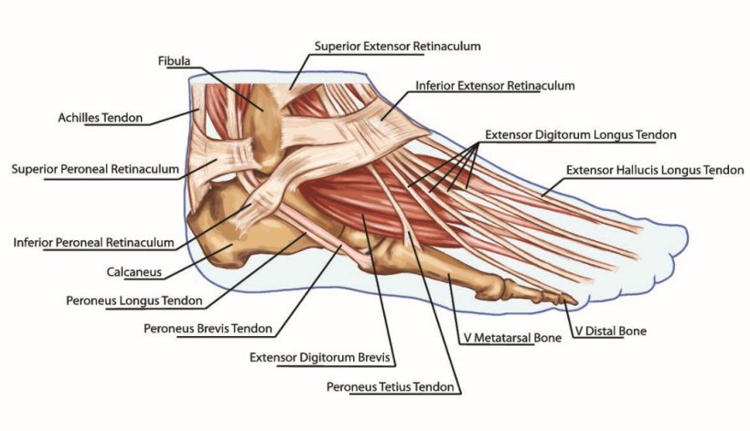Foot Anatomy Tendon Muscle Bone, PNG, 1039x599px, Watercolor, Cartoon, Flower, Frame, Heart Download Free