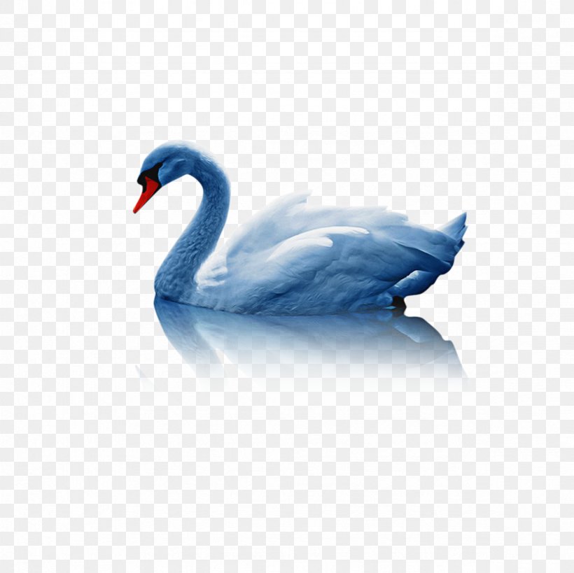 Water Background, PNG, 2362x2362px, Duck, Beak, Bird, Black Swan, Blue Download Free