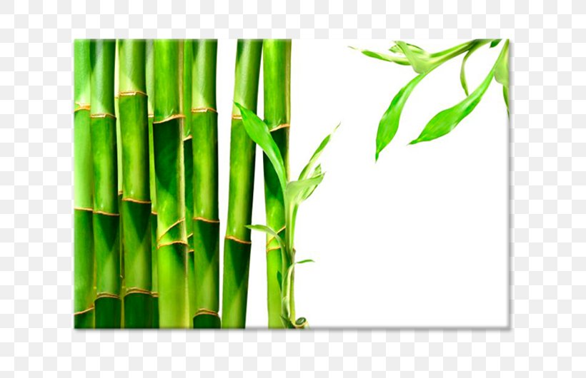 Bamboo Textile Paper Lucky Bamboo Tropical Woody Bamboos, PNG, 750x530px, Bamboo, Bamboo Processing Machine, Bamboo Shoot, Bamboo Textile, Bed Sheets Download Free