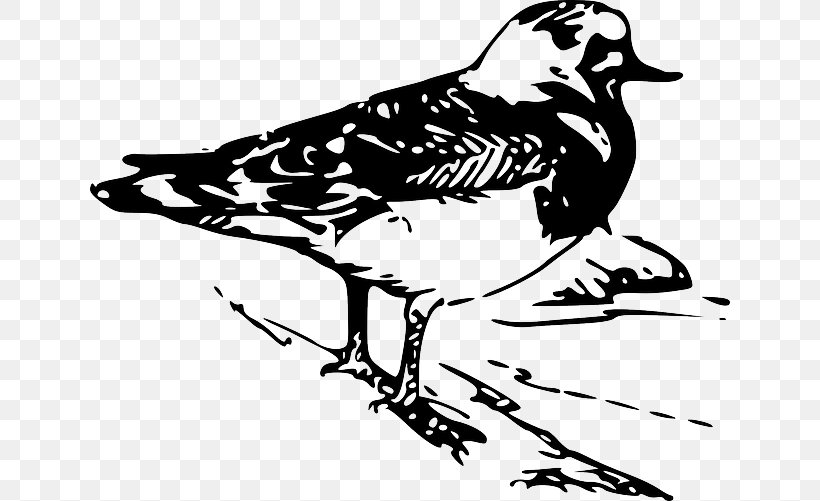 Bird Ruddy Turnstone Drawing, PNG, 640x501px, Bird, Art, Artwork, Beak, Black And White Download Free