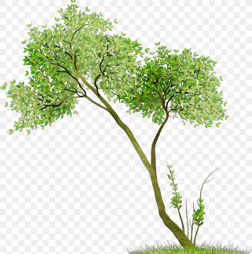 Branch Tree Stock Photography Royalty-free Image, PNG, 3894x3925px, Branch, Aquarium Decor, Botany, Fir, Flower Download Free