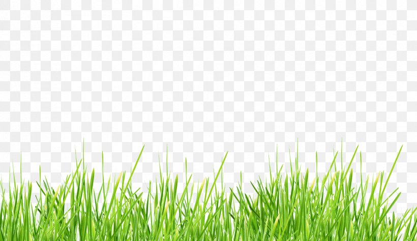 Desktop Wallpaper Clip Art, PNG, 1725x1000px, Lawn, Clipping Path, Display Resolution, Grass, Grass Family Download Free