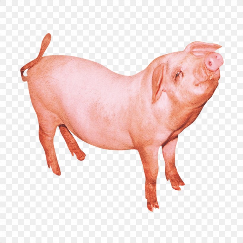 Domestic Pig, PNG, 1773x1773px, Domestic Pig, Gratis, Livestock, Mammal, Pig Download Free