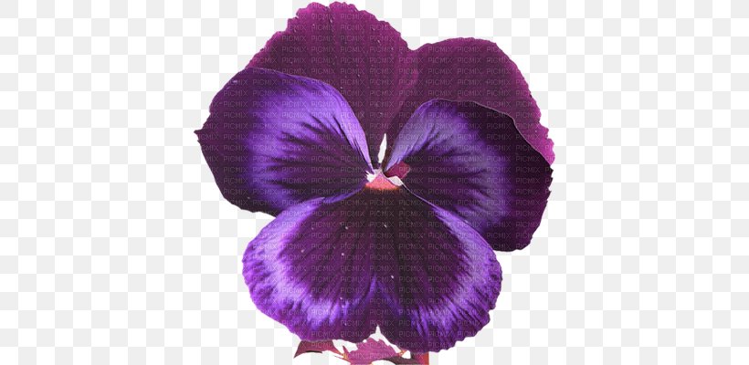 Flower Clip Art, PNG, 399x400px, Flower, Flowering Plant, Magenta, Material, Pansy Download Free