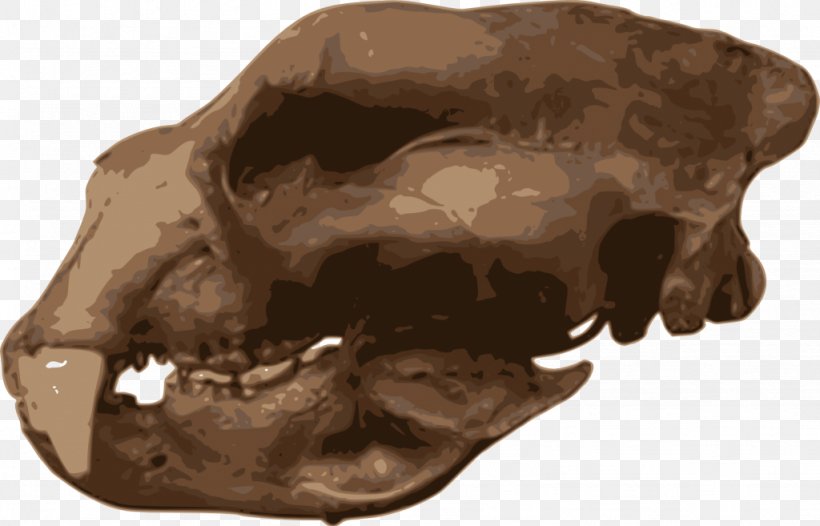 Short-faced Bears Carnivora Homotherium Skull Animal, PNG, 1024x657px, Shortfaced Bears, Animal, Bone, Candlelight Vigil, Carnivora Download Free