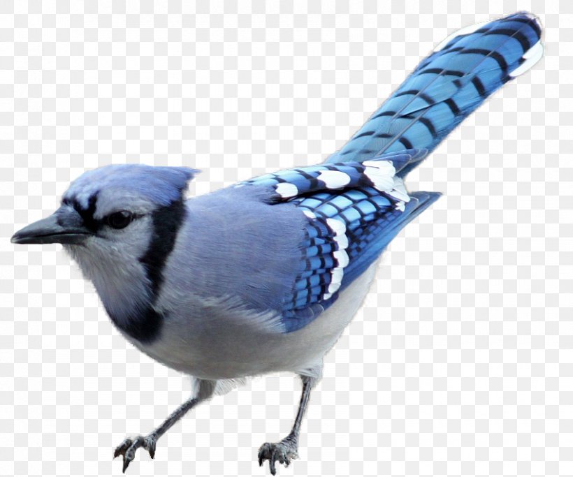 Brown-headed Cowbird Blue Jay Woodpecker Clip Art, PNG, 850x708px, Bird, American Goldfinch, Beak, Bird Food, Blue Download Free