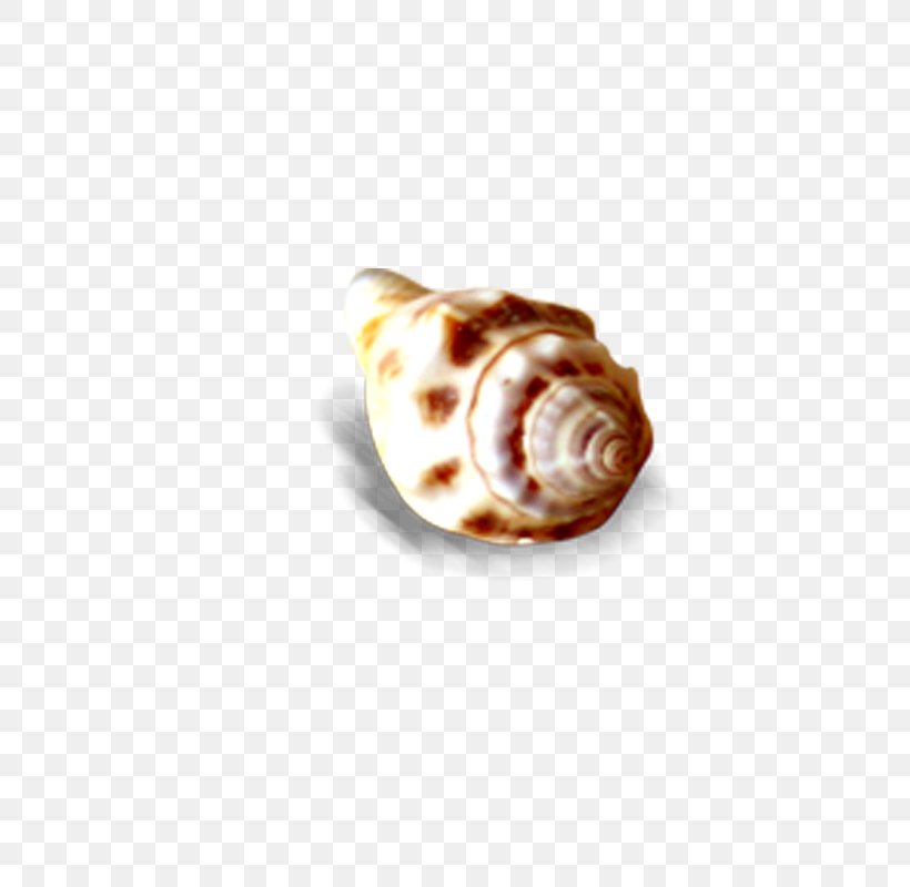 Seashell Sea Snail Conch, PNG, 800x800px, Seashell, Beach, Body Jewelry, Conch, Element Download Free