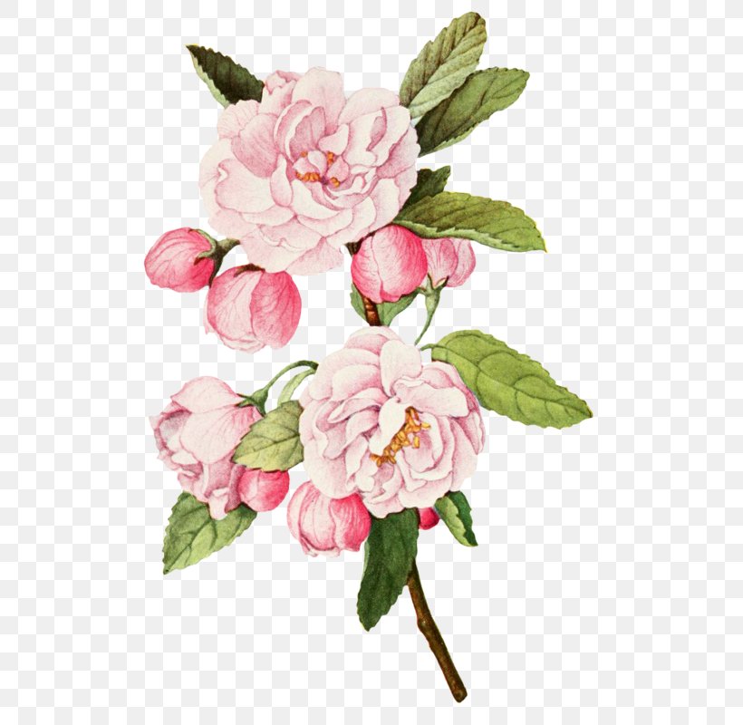 Cabbage Rose Garden Roses Botanical Illustration Botany, PNG, 523x800px, Cabbage Rose, Art, Artificial Flower, Blossom, Botanical Illustration Download Free