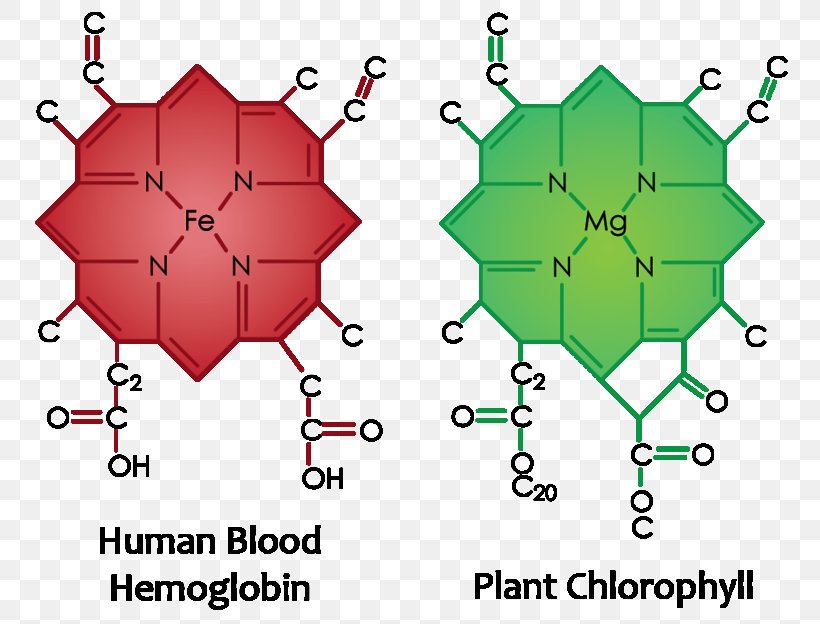 Chlorophyll Molecule Plant Cell, PNG, 800x624px, Watercolor, Cartoon, Flower, Frame, Heart Download Free