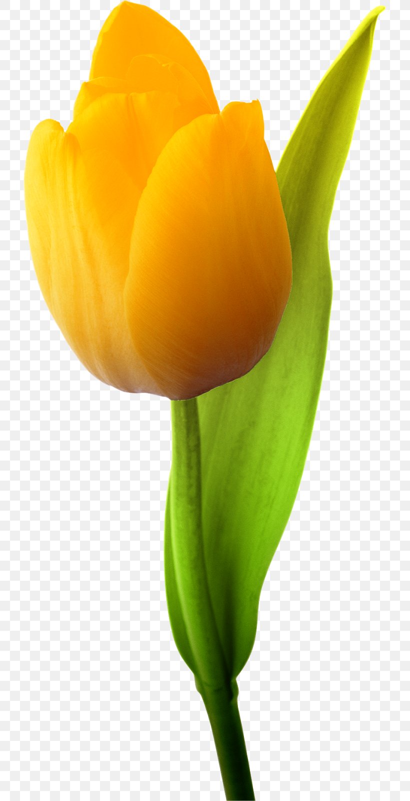 Cut Flowers Plant Tulip Bud, PNG, 725x1600px, Flower, Bud, Close Up, Closeup, Cut Flowers Download Free