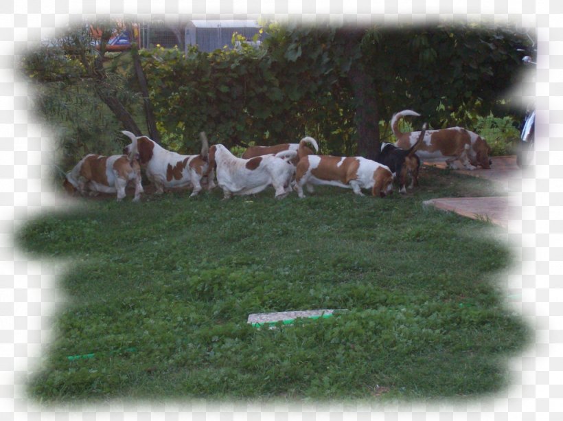 Dog Breed Beagle Nutrition Counseling Beratung, PNG, 999x748px, Dog Breed, Beagle, Beratung, Breed, Dog Download Free