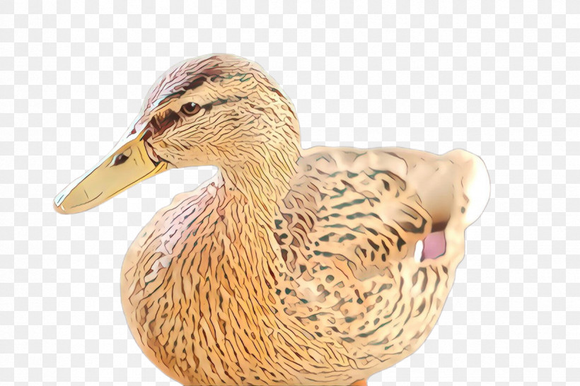Duck Bird Water Bird Ducks, Geese And Swans Mallard, PNG, 1224x816px, Duck, American Black Duck, Beak, Bird, Ducks Geese And Swans Download Free