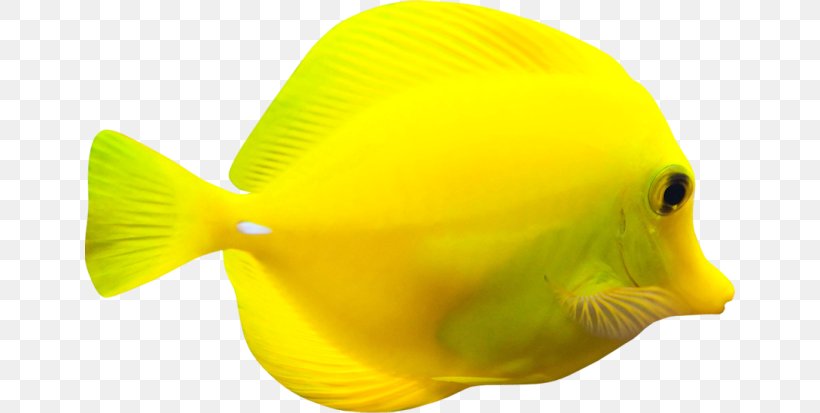 Fish Yellow RGB Color Model Ты, PNG, 650x413px, Fish, Color, Coral Reef Fish, Fin, Gold Download Free