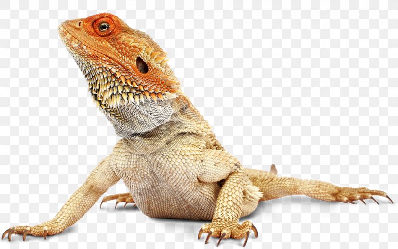 Bearded Dragon 1080P 2k 4k Full HD Wallpapers Backgrounds Free Download   Wallpaper Crafter