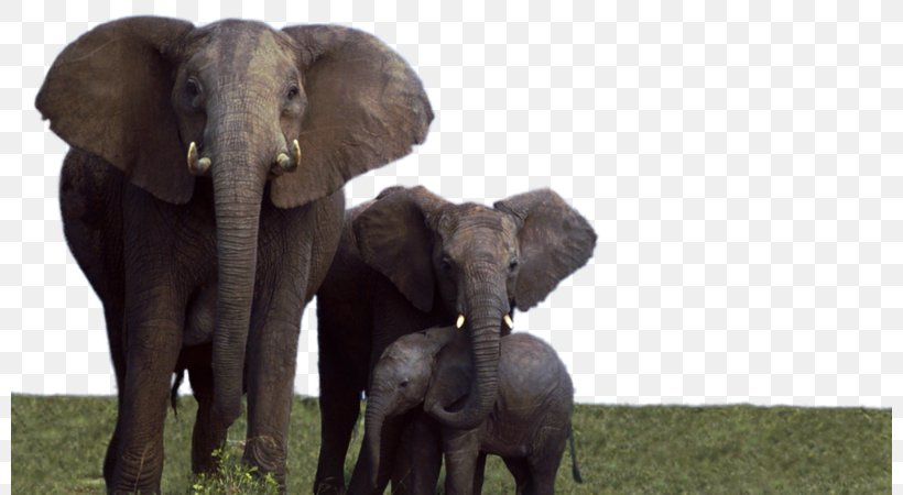 African Elephant Elephantidae Desktop Wallpaper Addo Elephant National Park, PNG, 800x450px, African Elephant, Addo Elephant National Park, Art, Display Resolution, Drawing Download Free