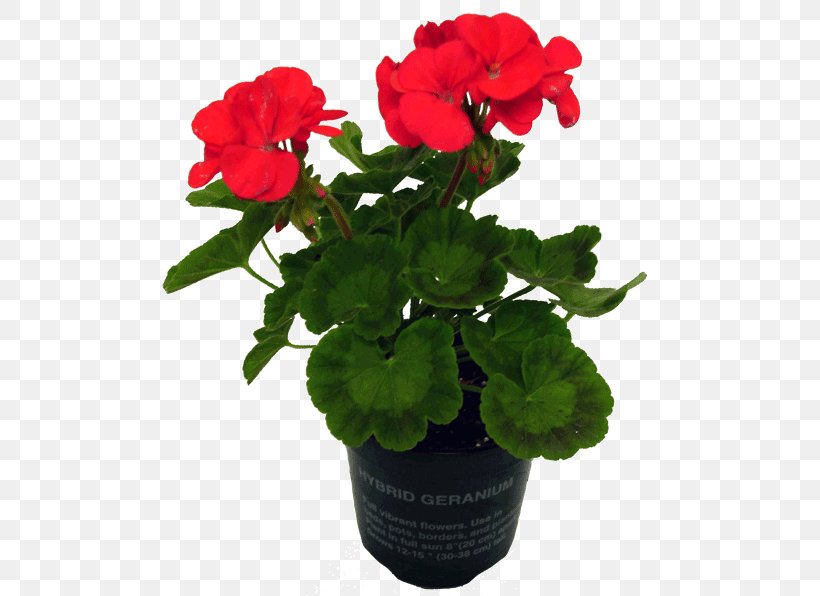 Geraniums Flowerpot Annual Plant, PNG, 596x596px, Geraniums, Annual Plant, Cut Flowers, Flower, Flowering Plant Download Free