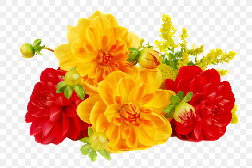 Orange, PNG, 2444x1636px, Flower, Carnation, Cut Flowers, Flowering Plant, Orange Download Free