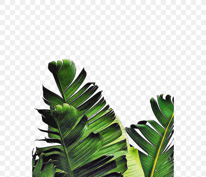 Palm Trees, PNG, 564x705px, Leaf, Banana Leaf, Canvas Print, Houseplant, Monstera Download Free