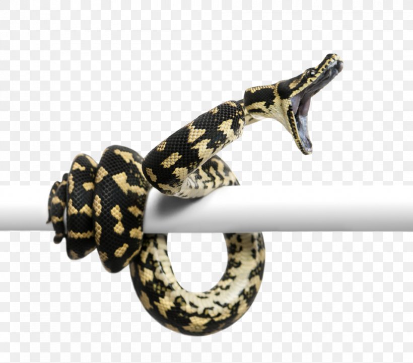 Snakes Morelia Spilota Cheynei Reptile Burmese Python, PNG, 953x838px, Snakes, Ball Python, Burmese Python, Carpet Python, Morelia Download Free