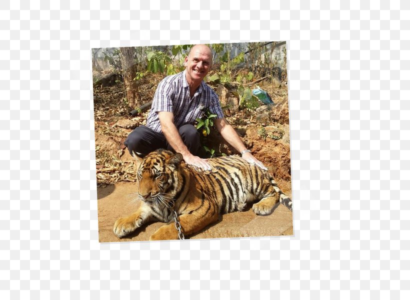 Tiger Cat Fauna Terrestrial Animal Wildlife, PNG, 600x600px, Tiger, Animal, Big Cat, Big Cats, Carnivoran Download Free