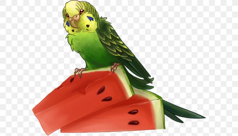 Watermelon Drawing Fruit, PNG, 600x470px, Watermelon, Beak, Bird, Common Pet Parakeet, Drawing Download Free