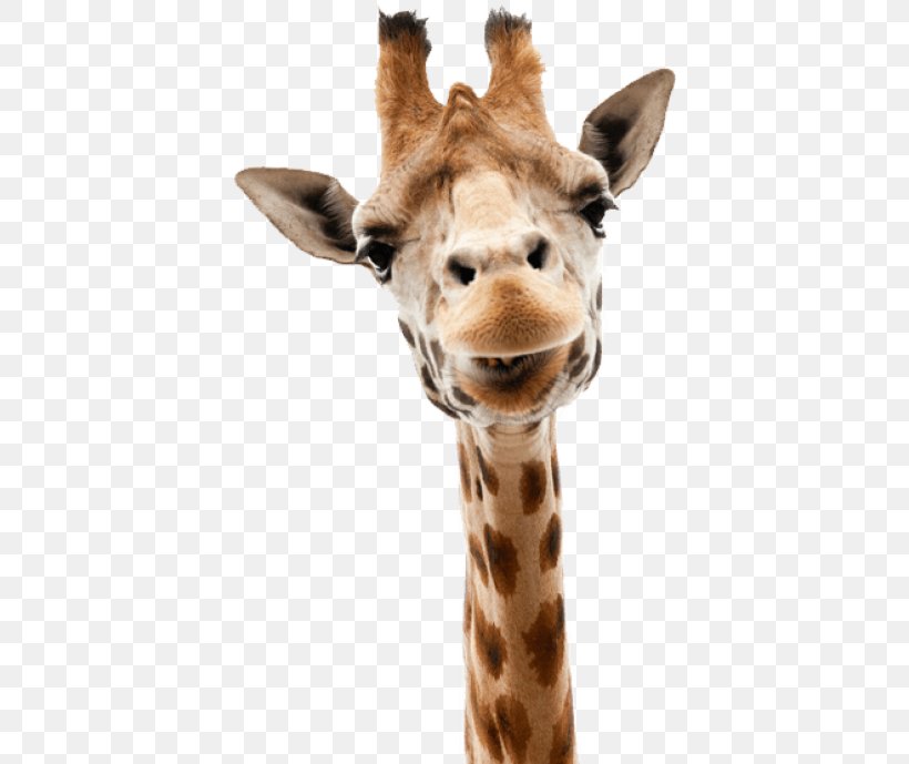 Giraffe Stock Photography Stock.xchng Image Illustration, PNG, 400x689px, Giraffe, Alamy, Animal Figure, Fawn, Giraffidae Download Free
