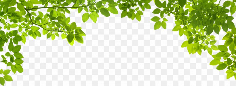 Leaf Green Stock Photography Shutterstock, PNG, 1900x695px, Leaf, Border, Branch, Flora, Grass Download Free