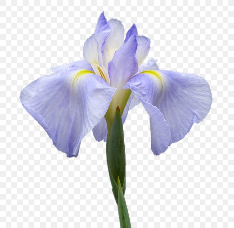 Orris Root Irises Flower Clip Art, PNG, 727x800px, Orris Root, Blue, Cut Flowers, Drawing, Flower Download Free