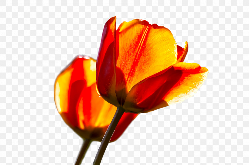 Spring Flower Spring Floral Flowers, PNG, 1920x1280px, Spring Flower, Bud, Closeup, Coquelicot, Cut Flowers Download Free