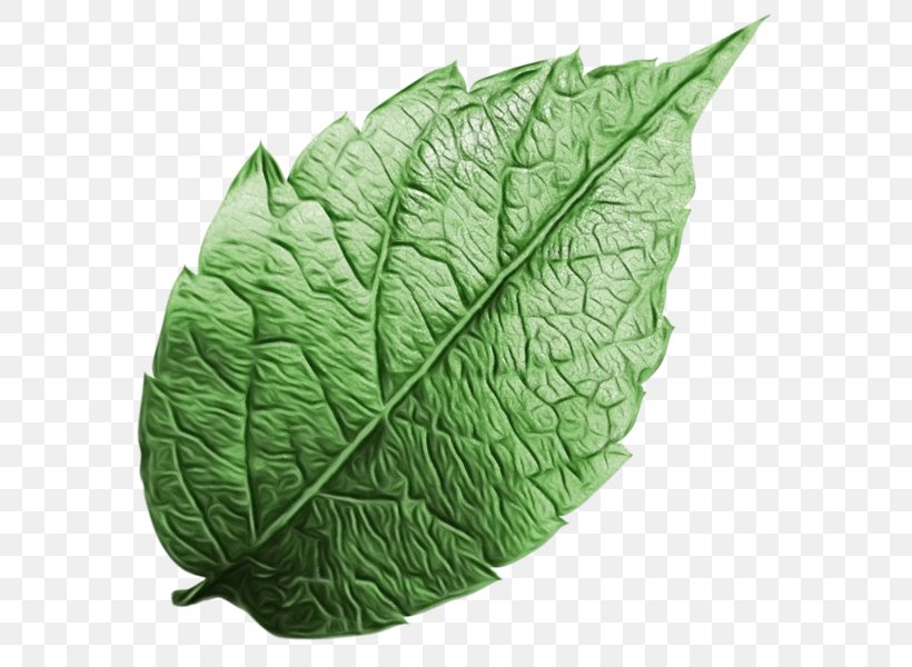 Spring Greens Collard Greens Leaf Plant Pathology, PNG, 600x600px, Spring Greens, Collard Greens, Flower, Flowering Plant, Greens Download Free