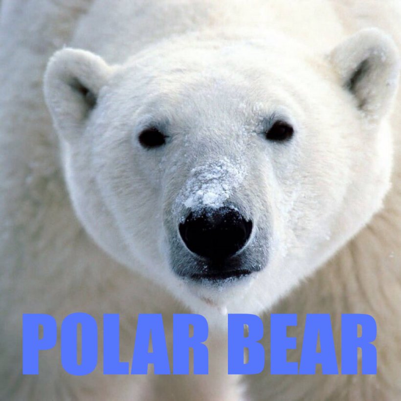 Svalbard Baby Polar Bear Arctic, PNG, 1024x1024px, 4k Resolution, Svalbard, Arctic, Baby Polar Bear, Bear Download Free