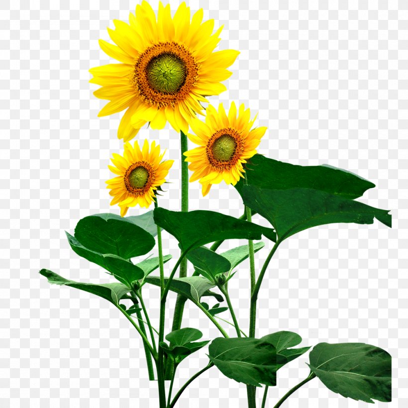 Common Sunflower, PNG, 1000x1000px, Common Sunflower, Annual Plant, Asterales, Creativity, Cut Flowers Download Free