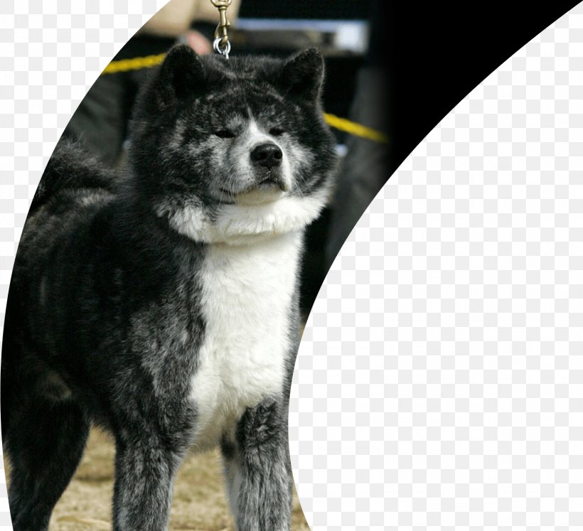 Dog Breed Akita Karelian Bear Dog East Siberian Laika Greenland Dog, PNG, 1574x1434px, Dog Breed, Akita, Akita Inu, Akita Prefecture, Breed Group Dog Download Free