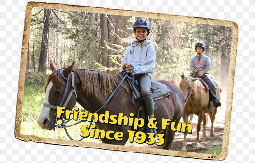 Horse Summer Camp Gold Arrow Camp Mare Stallion, PNG, 733x525px, Horse, Bridle, Camping, Equestrian, Girl Scouts Of The Usa Download Free