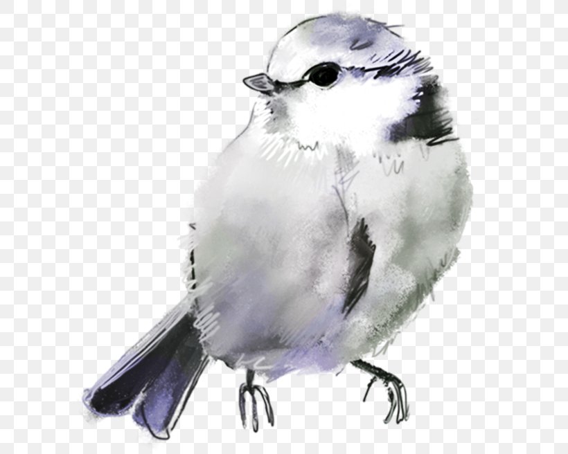 Bird Drawing American Sparrows, PNG, 600x656px, Bird, American Sparrows, Beak, Chickadee, Cuteness Download Free