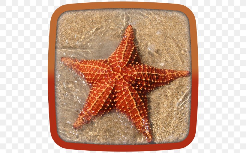 Crown-of-thorns Starfish Regeneration Sea Marine Habitats, PNG, 512x512px, Watercolor, Cartoon, Flower, Frame, Heart Download Free