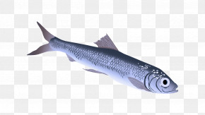 Fish Fish Oily Fish Forage Fish Bony-fish PNG