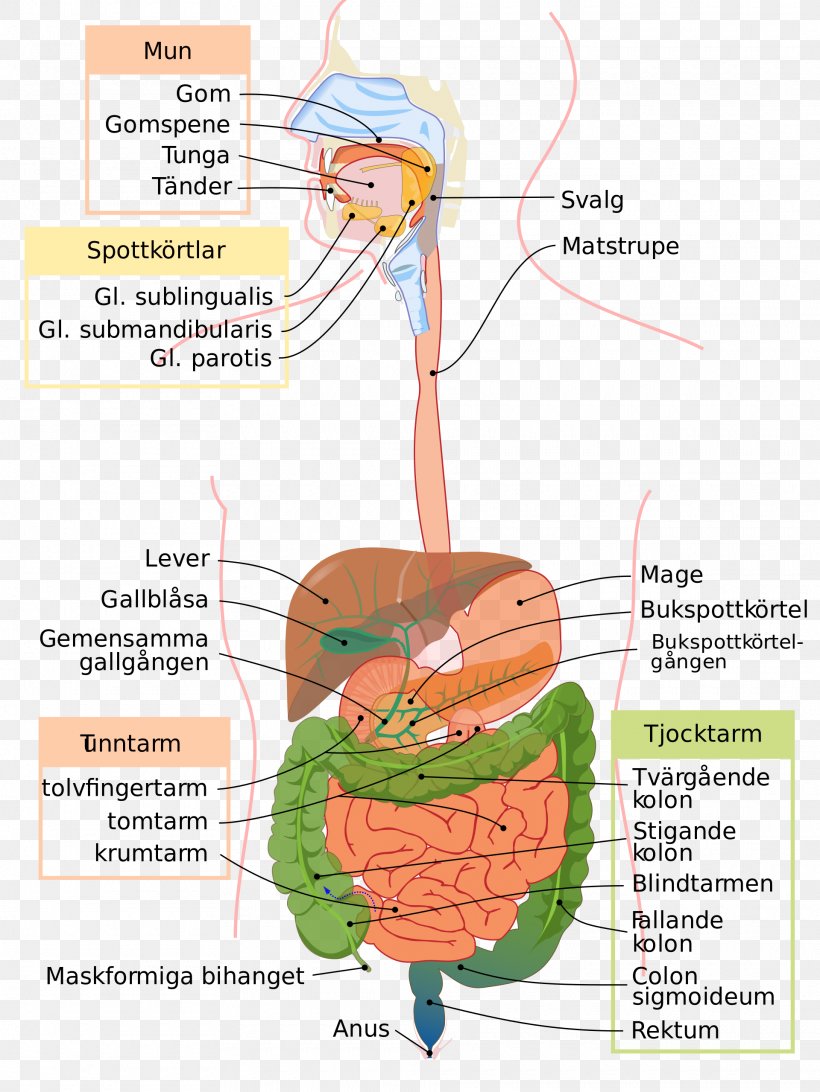 Gastrointestinal Tract Digestion Human Digestive System Transverse Colon Medicine, PNG, 1920x2559px, Watercolor, Cartoon, Flower, Frame, Heart Download Free