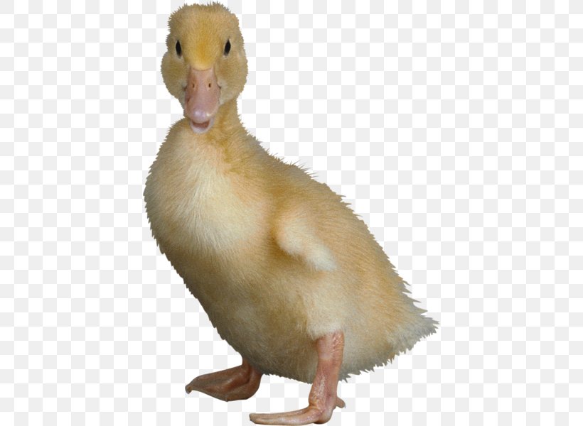 Indian Runner Duck Cygnini American Pekin Goose, PNG, 418x600px, Duck, American Pekin, Anatidae, Animal, Anseriformes Download Free