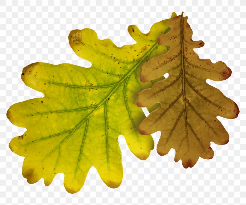 Quercus Lobata Leaf Autumn Clip Art, PNG, 2900x2423px, Quercus Lobata, Autumn, Deciduous, Leaf, Maple Leaf Download Free