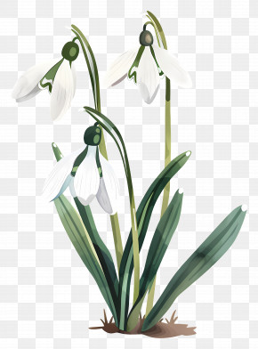 Snowdrops - Single Snowdrop Flower PNG