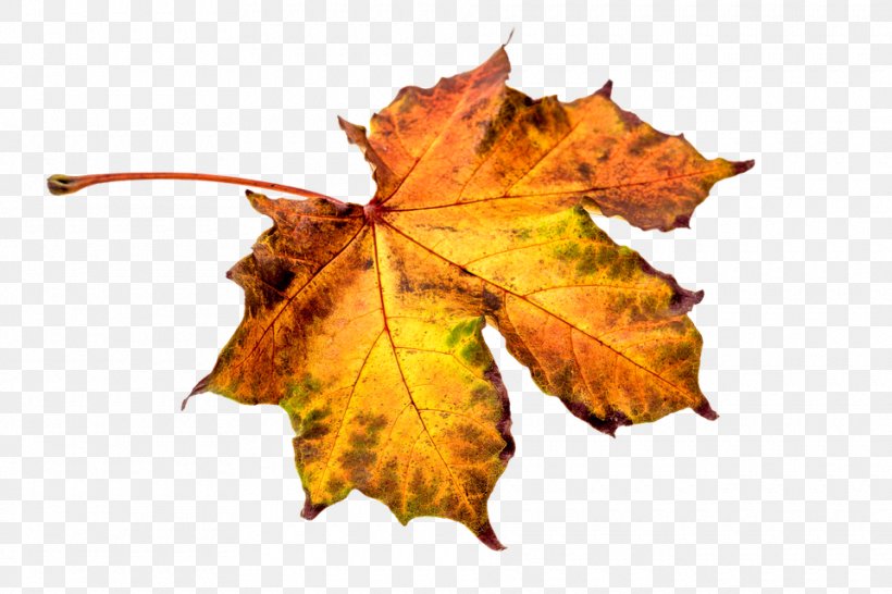 Autumn Leaf Color Eastern Black Walnut Maple Leaf, PNG, 960x640px, Leaf, Autumn, Autumn Leaf Color, Color, Deciduous Download Free