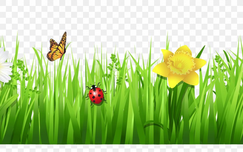 Clip Art Flower Desktop Wallpaper Vector Graphics Image, PNG, 1368x855px, Flower, Grass, Grass Family, Grasses, Insect Download Free