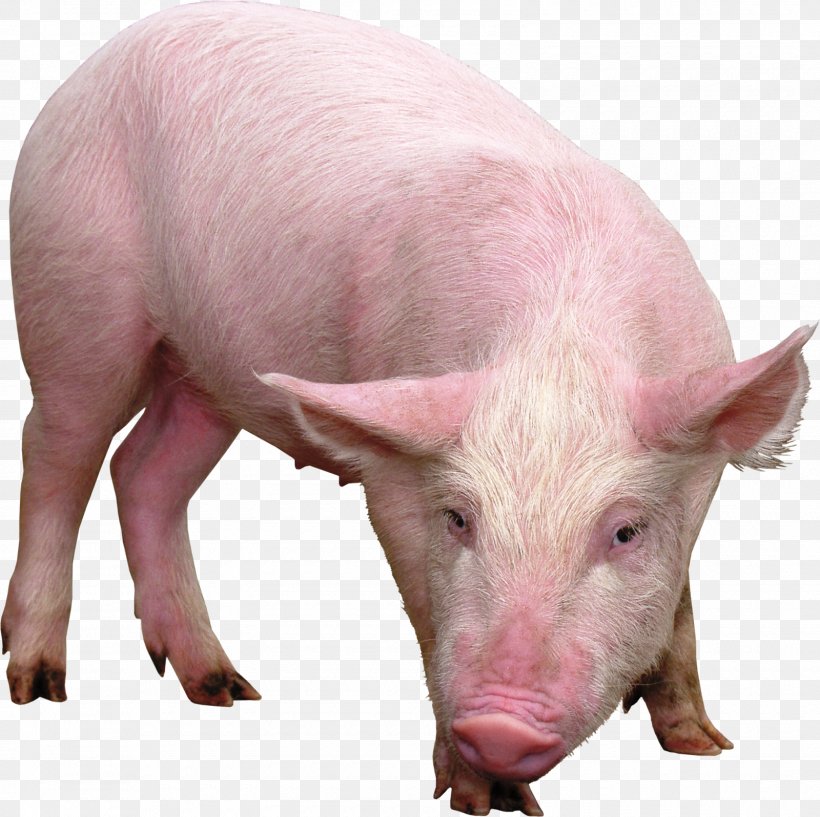 Domestic Pig Desktop Wallpaper, PNG, 1600x1596px, Pig, Clipping Path, Domestic Pig, Fauna, Livestock Download Free