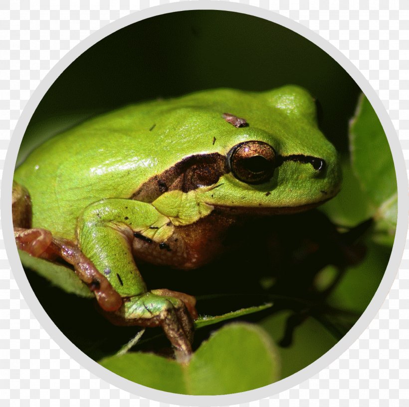 Pays D'Auge Nature Et Conservation Fauna Tree Frog Natural Heritage, PNG, 1310x1304px, Nature, Amphibian, Animal, Biodiversity, Cultural Heritage Download Free